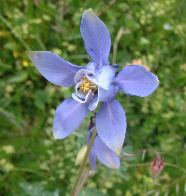 Aquilegia magellensis / Aquilegia magellense